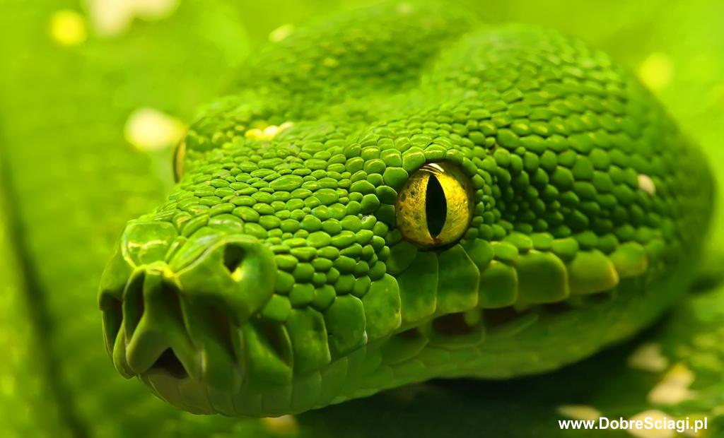 Pyton zielony / green python